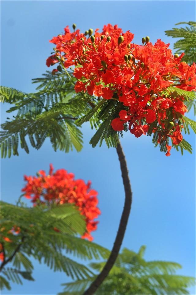 狀元紅，揭秘4987最準最快的秘密武器，狀元紅，揭秘最準最快的秘密武器 4987