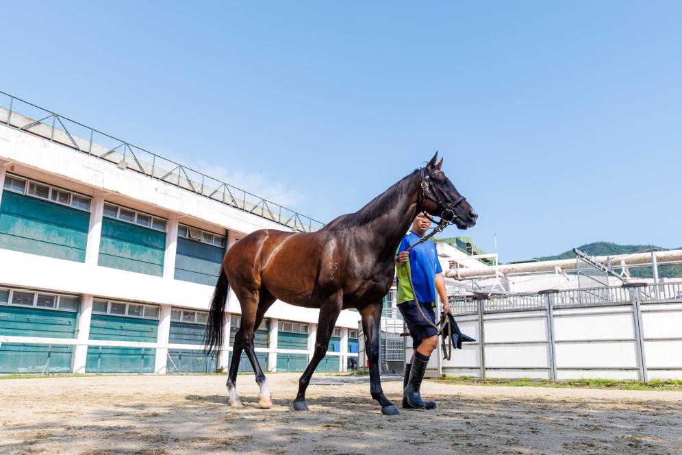 香港賽馬，77777與888888的傳奇故事，香港賽馬傳奇，77777與888888的賽場(chǎng)奇緣