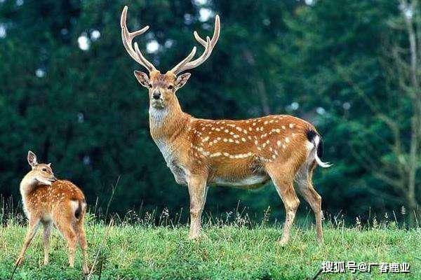 最新版本的6566cc澳彩資料大全介紹與特色功能解析，圖庫升級亮點一覽，最新6566cc澳彩資料大全介紹與特色功能解析，圖庫升級亮點全揭秘