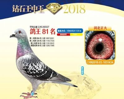 王中王四馬一肖，探尋背后的故事與奧秘，王中王四馬一肖，背后的故事與奧秘探尋