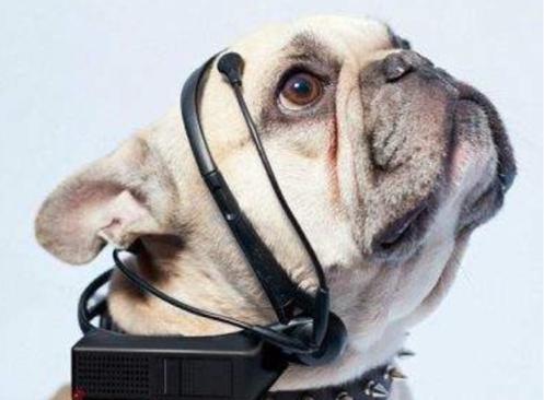 揭秘十二生肖之王，揭秘圖王中王背后的秘密與生肖動(dòng)物圖王風(fēng)采，揭秘十二生肖之王，圖王背后的秘密與生肖動(dòng)物風(fēng)采展示