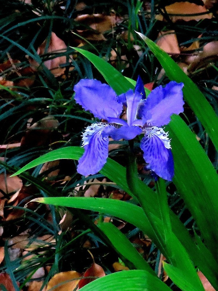 鳶尾花的美麗與神秘，探尋其背后的故事與SEO優(yōu)化價值，鳶尾花的魅力，背后的故事與SEO優(yōu)化價值探索