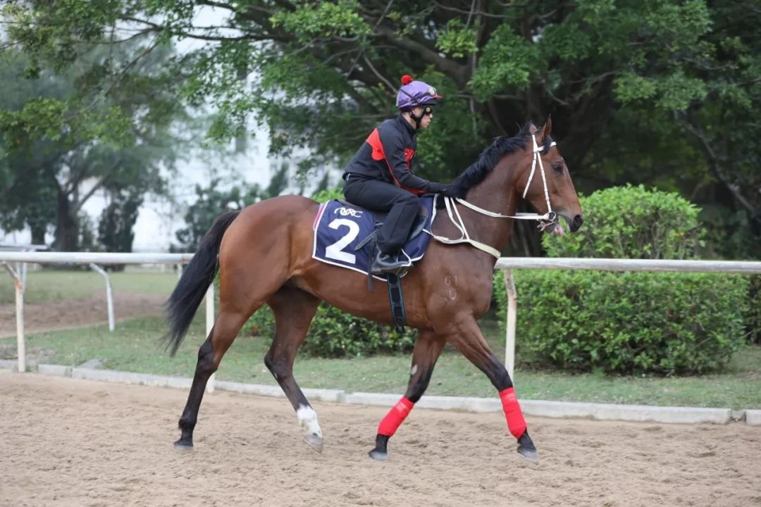 澳門賽馬會介紹，澳門賽馬會，賽馬文化深度解析