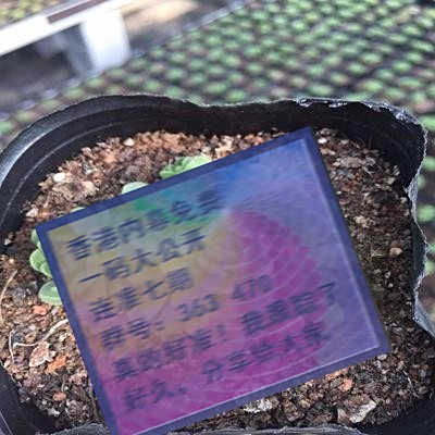 三肖賠多少錢