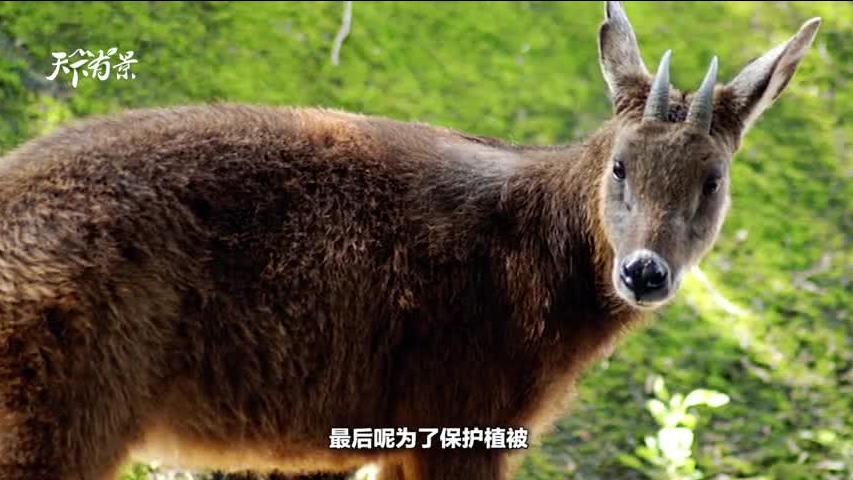 新澳2025今晚開獎(jiǎng)資料解析
