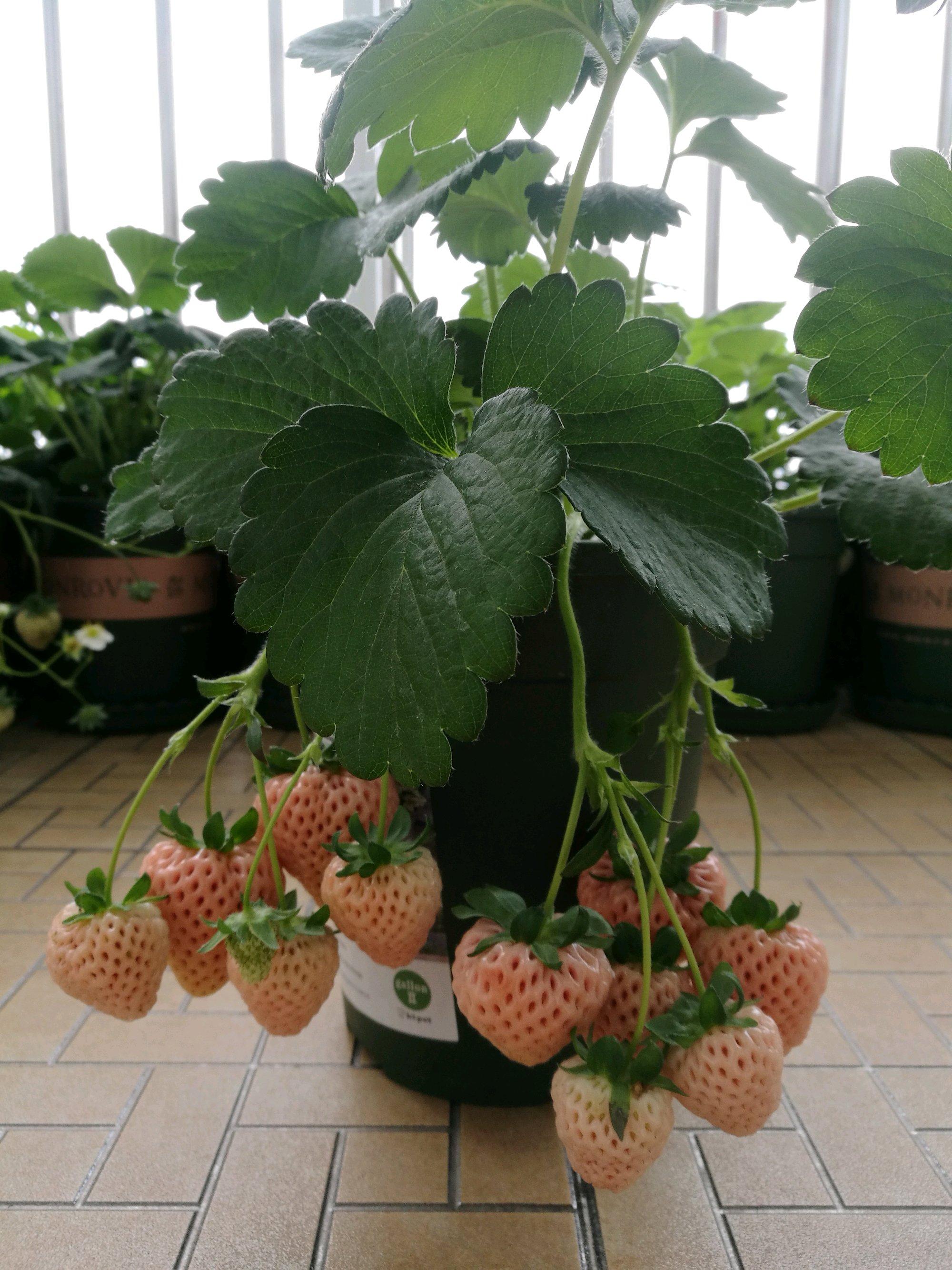 孕婦可以吃草莓嗎？草莓的營養(yǎng)價值與健康益處，草莓的營養(yǎng)價值及其對孕婦的益處探討