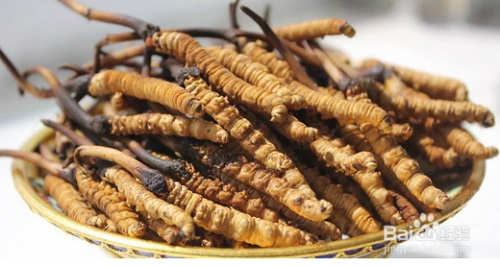 冬蟲夏草，神奇的功效與作用解析，冬蟲夏草的神奇功效與作用深度解析