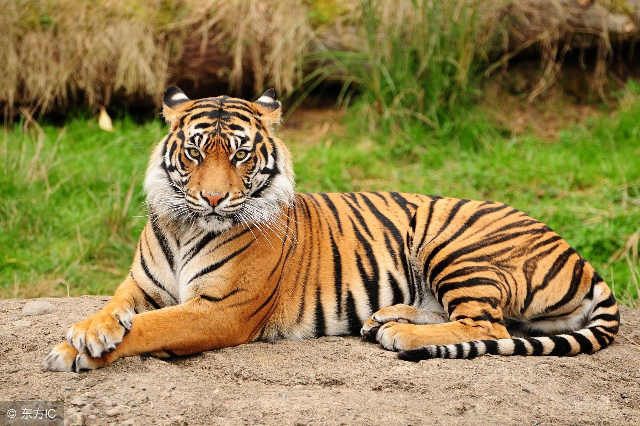 王中王指一生肖——探尋生肖文化中的特殊含義，生肖之王，探尋生肖文化中的特殊含義